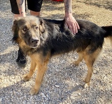 TRITONAS, Hund, Mischlingshund in Griechenland - Bild 22