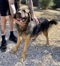 TRITONAS, Hund, Mischlingshund in Griechenland - Bild 23