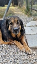 TRITONAS, Hund, Mischlingshund in Griechenland - Bild 3