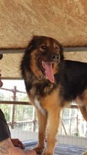 TRITONAS, Hund, Mischlingshund in Griechenland - Bild 6