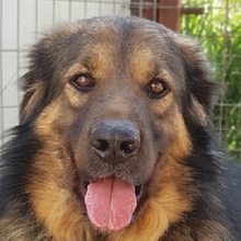 TRITONAS, Hund, Mischlingshund in Griechenland - Bild 8