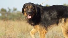 TRITONAS, Hund, Mischlingshund in Griechenland - Bild 9