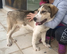 OLLI, Hund, Mischlingshund in Griechenland - Bild 2