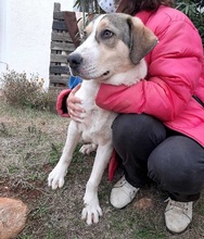 OLLI, Hund, Mischlingshund in Griechenland - Bild 4