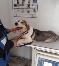 OLLI, Hund, Mischlingshund in Griechenland - Bild 9
