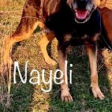 NAYELI, Hund, Mischlingshund in Rumänien - Bild 1