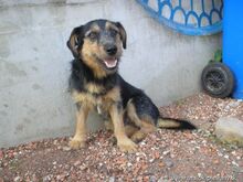 JIMBO, Hund, Terrier-Mix in Slowakische Republik - Bild 1