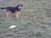 JIMBO, Hund, Terrier-Mix in Slowakische Republik - Bild 3