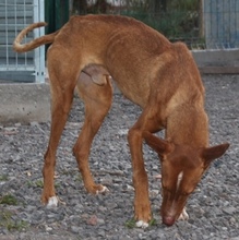 CALIPSO, Hund, Podenco in Ettlingen - Bild 12