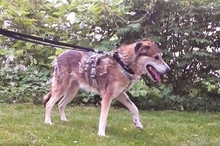 OTHELLO, Hund, Mischlingshund in Mühldorf - Bild 12