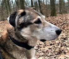 OTHELLO, Hund, Mischlingshund in Mühldorf - Bild 3