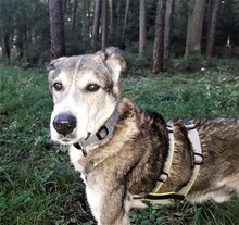OTHELLO, Hund, Mischlingshund in Mühldorf - Bild 6
