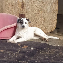ZOE, Hund, Mischlingshund in Griechenland - Bild 5