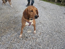 EDDA, Hund, Mischlingshund in Baldringen - Bild 6