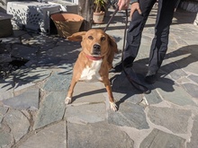 EDDA, Hund, Mischlingshund in Baldringen - Bild 9