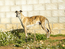 NENE, Hund, Galgo Español in Hirzenhain - Bild 10