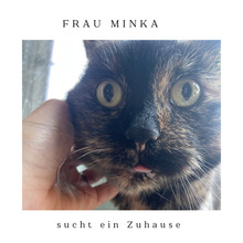 MINKA, Katze, Europäisch Kurzhaar in Oranienburg - Bild 1