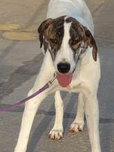 ABBY, Hund, Mischlingshund in Spanien - Bild 2