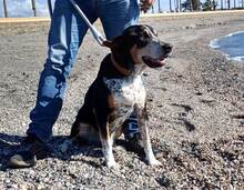 SKELETOR, Hund, Mischlingshund in Spanien - Bild 10