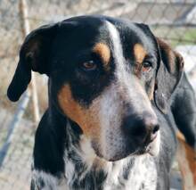 SKELETOR, Hund, Mischlingshund in Spanien - Bild 11