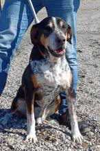 SKELETOR, Hund, Mischlingshund in Spanien - Bild 12