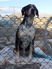 SKELETOR, Hund, Mischlingshund in Spanien - Bild 5