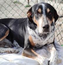 SKELETOR, Hund, Mischlingshund in Spanien - Bild 6