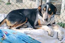SKELETOR, Hund, Mischlingshund in Spanien - Bild 7