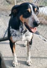 SKELETOR, Hund, Mischlingshund in Spanien - Bild 8
