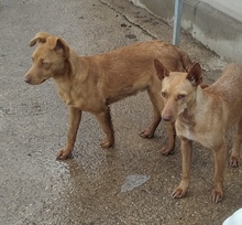 AUDREY, Hund, Podenco in Trebbin - Bild 8