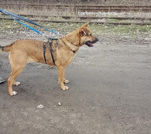 DAISY, Hund, Mischlingshund in Bulgarien - Bild 2