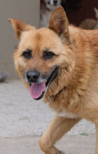 CHERVEN, Hund, Mischlingshund in Bulgarien - Bild 1