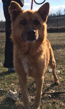 CHERVEN, Hund, Mischlingshund in Bulgarien - Bild 10