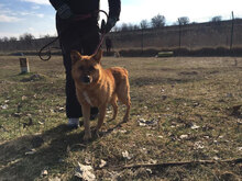 CHERVEN, Hund, Mischlingshund in Bulgarien - Bild 14