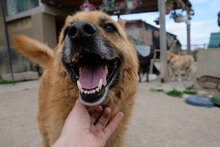 CHERVEN, Hund, Mischlingshund in Bulgarien - Bild 3