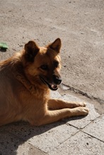 CHERVEN, Hund, Mischlingshund in Bulgarien - Bild 4
