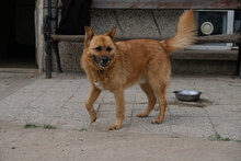 CHERVEN, Hund, Mischlingshund in Bulgarien - Bild 5