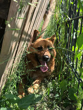 CHERVEN, Hund, Mischlingshund in Bulgarien - Bild 6