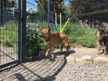 CHERVEN, Hund, Mischlingshund in Bulgarien - Bild 7