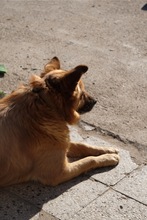 CHERVEN, Hund, Mischlingshund in Roßleben - Bild 2