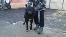PENTEK, Hund, Mischlingshund in Ungarn - Bild 1
