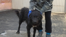 PENTEK, Hund, Mischlingshund in Ungarn - Bild 2