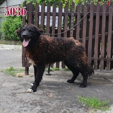PENTEK, Hund, Mischlingshund in Ungarn - Bild 5