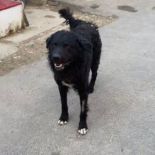 PENTEK, Hund, Mischlingshund in Ungarn - Bild 7