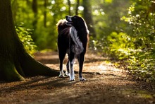 HARRY, Hund, Mischlingshund in Dorsten - Bild 2