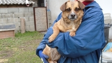 MINI, Hund, Mischlingshund in Ungarn - Bild 2