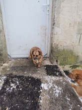MINI, Hund, Mischlingshund in Ungarn - Bild 5