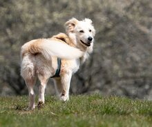FRED, Hund, Mischlingshund in Mettenheim - Bild 19