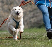 FRED, Hund, Mischlingshund in Mettenheim - Bild 20