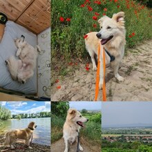FRED, Hund, Mischlingshund in Mettenheim - Bild 21